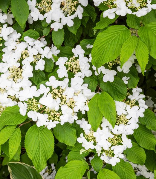 Viburnum plicatum 'Mariesii'